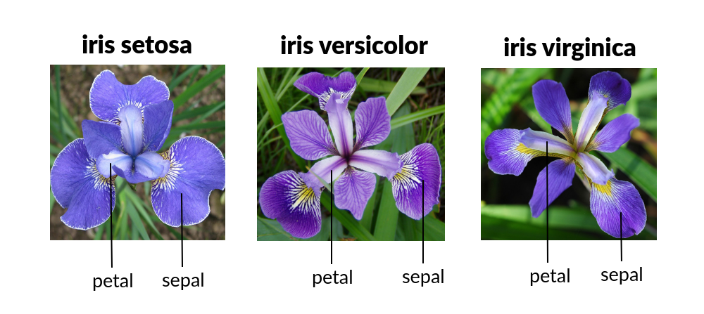 iris flower measurements